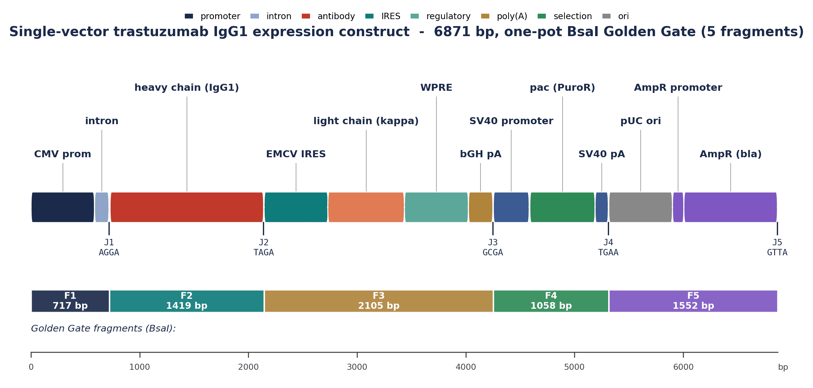 Trastuzumab IgG1 · 5-fragment Golden Gate expression construct